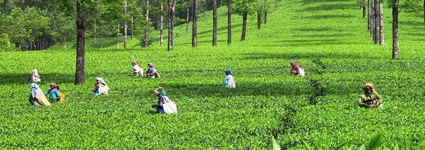 Чайные плантации