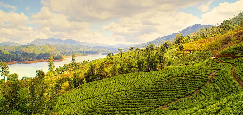 Чайные плантации