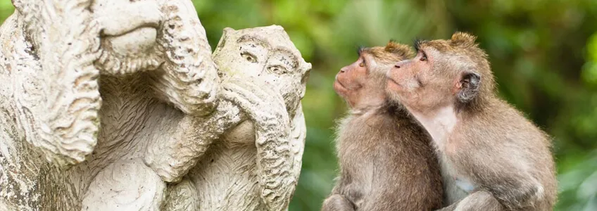 Обезьянний лес