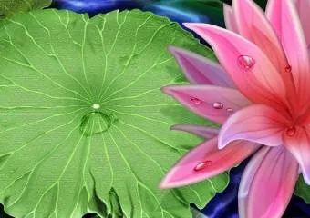 Лотос – священный цветок древних индусов