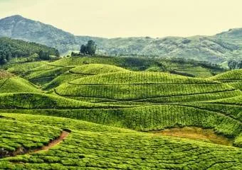 Чайные  плантации Индии