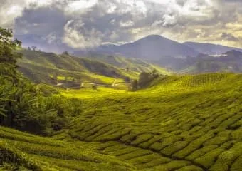 ТОП-7 лучших мест Индии для посещения чайных плантаций