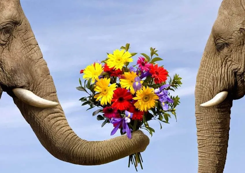 Какие выставки ждут туристов в Индии в 2018 году?