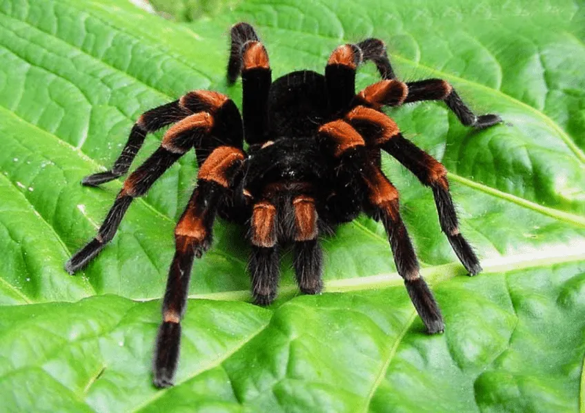 На Шри-Ланке обнаружен новый вид гигантского паука