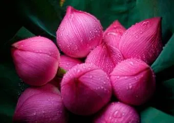 Индийские традиции. наречении имени