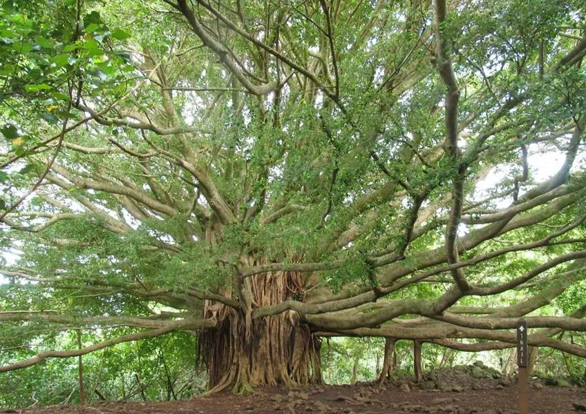 Индийские боги живут в деревьях