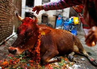 Символы Индии – священная корова