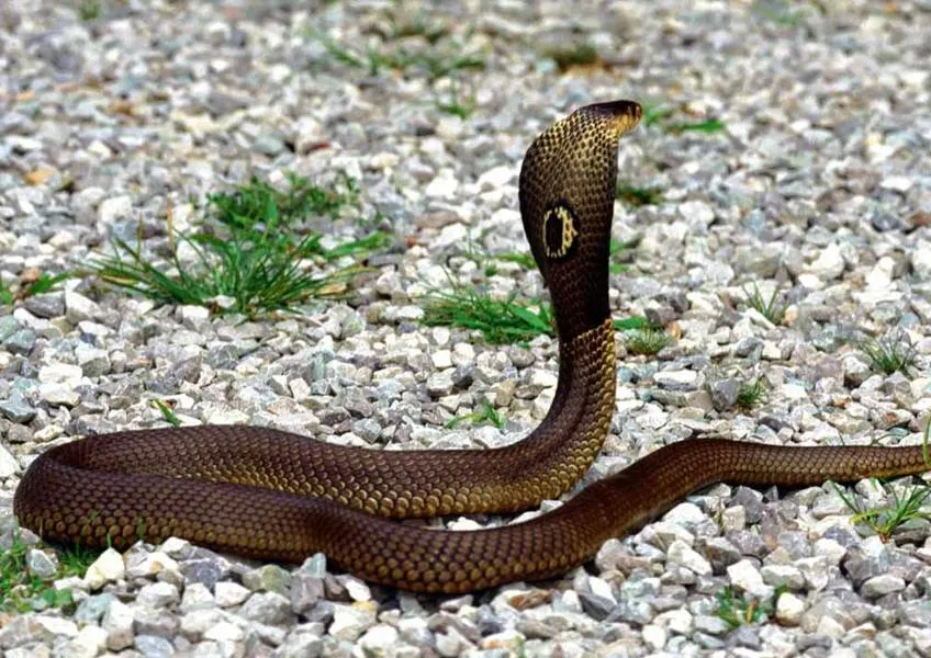 Символы Индии – королевская кобра