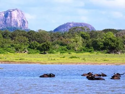 Отели в Яле