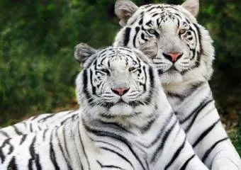 Индия - страна бенгальских тигров