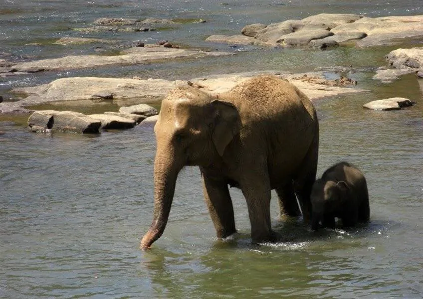 Летние каникулы на Шри-Ланке