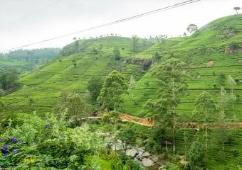 Чайный туризм