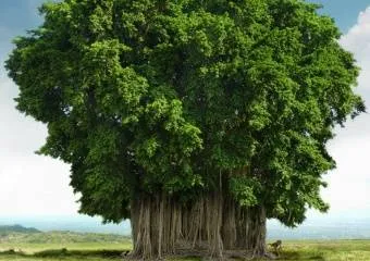 Индийские боги живут в деревьях часть 2