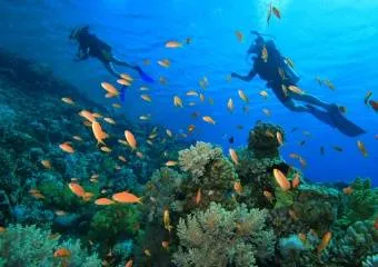 Дайвинг на Гоа