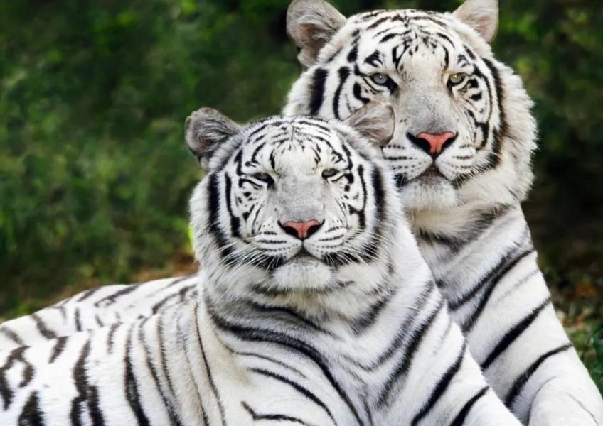 Индия - страна бенгальских тигров