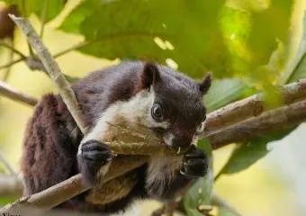 Редкие животные Индии – белки