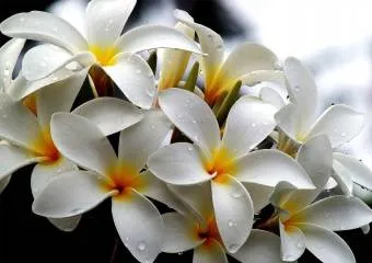 Фраджипани - дерево жизни