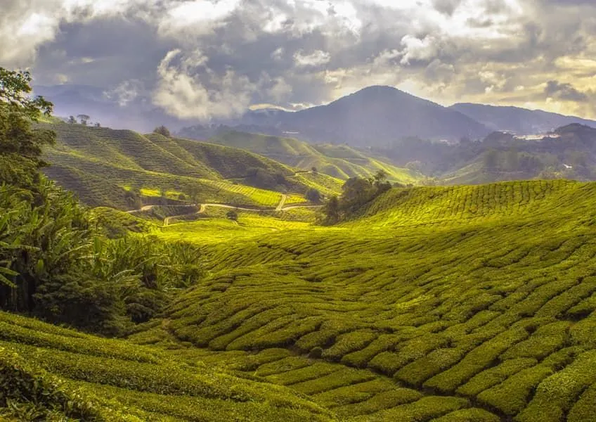 ТОП-7 лучших мест Индии для посещения чайных плантаций