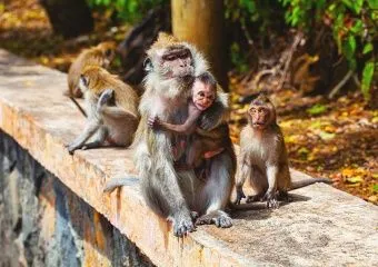 Лес обезьян (Forest Monkey Ubud) на острове Бали