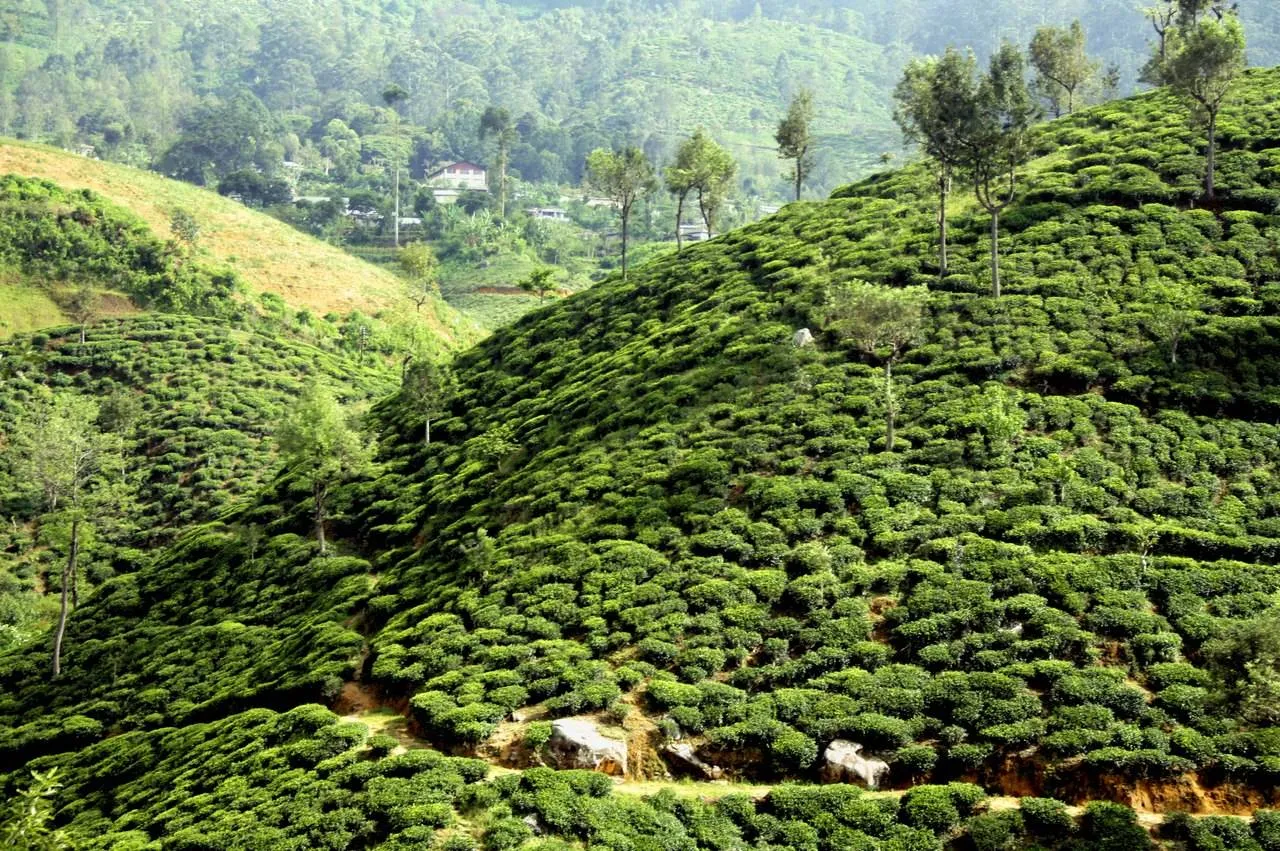 Холмы Шри-Ланки