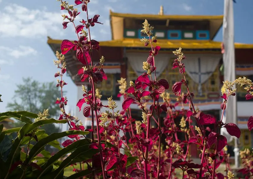 Гонгток – райский уголок Индии