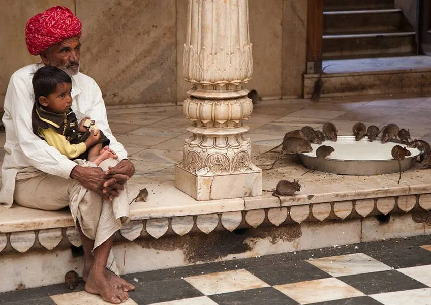 Эти странные индусы или о храме для крыс