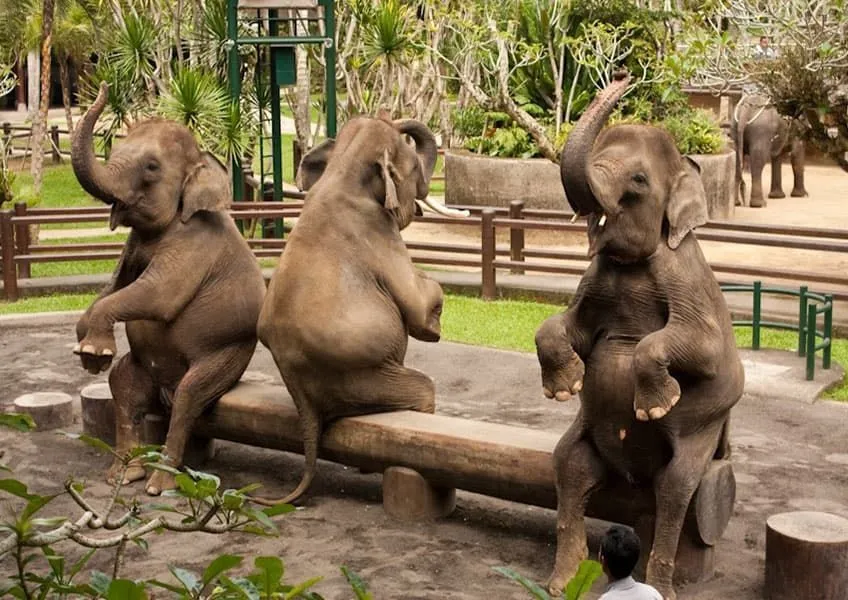 Грязевые ванны со слонами – новое развлечение для туристов на Бали