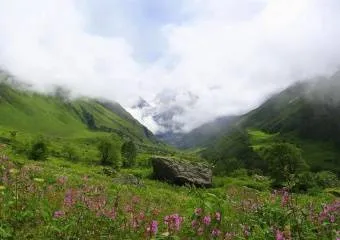 Отличительные особенности индийской флоры и фауны