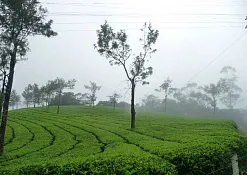 Национальный Парк Эравикулам