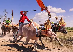 На Бали наступает сезон гонок на буйволах, известный как "Макепунг"