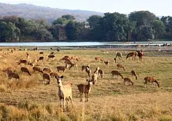 Национальный Парк Рантхамбор