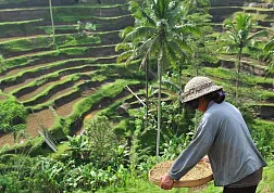 Что посмотреть в Убуде (Бали)