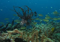 Дайвинг Club Rannalhi