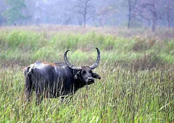 Национальный парк Уда-Валаве