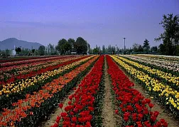 Парк Тюльпанов