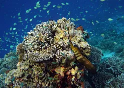 Дайвинг Olhuveli Beach