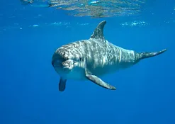 Дайвинг Embudu Village