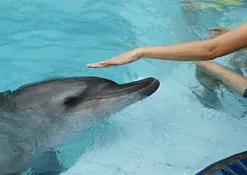 Дельфинарий в Куте