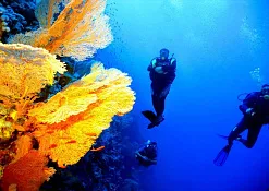 Дайвинг Taj Exotica Resort