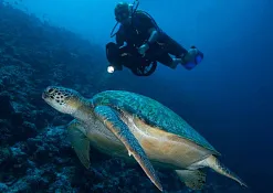 Школа дайвинга Prodivers