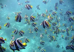 Дайвинг Olhuveli Beach