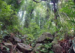 Лесной заповедник Синхараджа