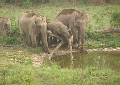 Национальный Парк Корбетта