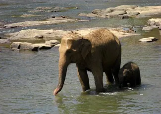 Летние каникулы на Шри-Ланке