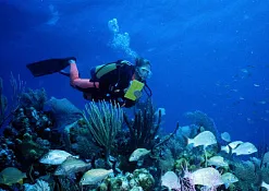 Rimba Jimbaran Bali by Ayana