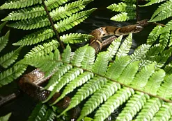 Лесной заповедник Синхараджа