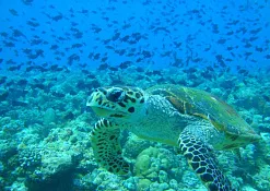 Дайвинг Фихалохи