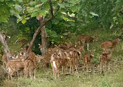 Национальный Парк Панна