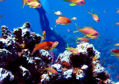 Дайвинг Olhuveli Beach