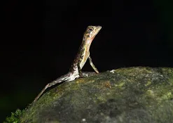 Лесной заповедник Синхараджа